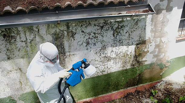 Trusted Mold Inspection service in Mount Ephraim, NJ - Cheap Mold Removal
